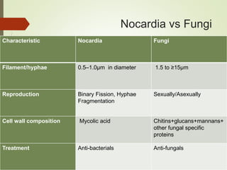 Nocardia vs Fungi
Characteristic Nocardia Fungi
Filament/hyphae 0.5–1.0μm in diameter 1.5 to ≥15μm
Reproduction Binary Fission, Hyphae
Fragmentation
Sexually/Asexually
Cell wall composition Mycolic acid Chitins+glucans+mannans+
other fungal specific
proteins
Treatment Anti-bacterials Anti-fungals
 