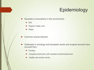 Epidemiology
 Nocardia is everywhere in the environment:
 Soil,
 Organic matter, and
 Water.
 Common animal infection
 Outbreaks in oncology and transplant wards and surgical wounds have
occured from :
 Fomites,
 Hospital construction with resultant contaminated dust,
 Health care worker hands.
 