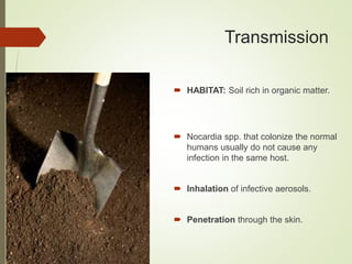 Transmission
 HABITAT: Soil rich in organic matter.
 Nocardia spp. that colonize the normal
humans usually do not cause any
infection in the same host.
 Inhalation of infective aerosols.
 Penetration through the skin.
 
