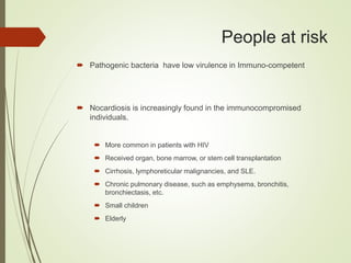 People at risk
 Pathogenic bacteria have low virulence in Immuno-competent
 Nocardiosis is increasingly found in the immunocompromised
individuals.
 More common in patients with HIV
 Received organ, bone marrow, or stem cell transplantation
 Cirrhosis, lymphoreticular malignancies, and SLE.
 Chronic pulmonary disease, such as emphysema, bronchitis,
bronchiectasis, etc.
 Small children
 Elderly
 