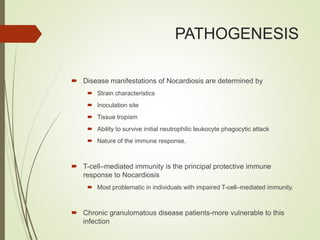PATHOGENESIS
 Disease manifestations of Nocardiosis are determined by
 Strain characteristics
 Inoculation site
 Tissue tropism
 Ability to survive initial neutrophilic leukocyte phagocytic attack
 Nature of the immune response.
 T-cell–mediated immunity is the principal protective immune
response to Nocardiosis
 Most problematic in individuals with impaired T-cell–mediated immunity.
 Chronic granulomatous disease patients-more vulnerable to this
infection
 