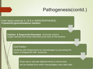 Pathogenesis(contd.)
Outer lipids-cytokines IL-1β & IL-6(MACROPHAGES)
=>powerful granulomatous reaction
Catalase & Superoxide Dismutase inactivate reactive
oxygen species that would otherwise prove toxic to the bacteria
Cord Factor-
interferes with phagocytosis by macrophages by preventing the
fusion of phagosome with lysosome.
Gives rise to cell wall–deficient forms (L-forms) that
can be isolated from within macrophages many days later
 