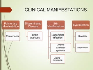 CLINICAL MANIFESTATIONS
Pulmonary
Manifestation
Pneumonia
Disseminated
Disease
Brain
abscess
Skin
Manifestations
Superficial
infection
Lympho-
cutaneous
syndrome
Actino-
mycetoma
Eye Infection
Keratitis
Endopthalmatitis
 