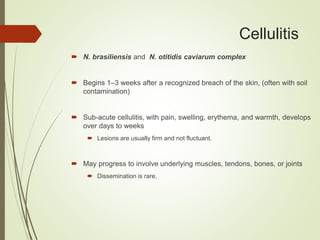 Cellulitis
 N. brasiliensis and N. otitidis caviarum complex
 Begins 1–3 weeks after a recognized breach of the skin, (often with soil
contamination)
 Sub-acute cellulitis, with pain, swelling, erythema, and warmth, develops
over days to weeks
 Lesions are usually firm and not fluctuant.
 May progress to involve underlying muscles, tendons, bones, or joints
 Dissemination is rare.
 