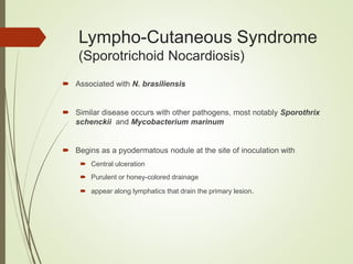 Lympho-Cutaneous Syndrome
(Sporotrichoid Nocardiosis)
 Associated with N. brasiliensis
 Similar disease occurs with other pathogens, most notably Sporothrix
schenckii and Mycobacterium marinum
 Begins as a pyodermatous nodule at the site of inoculation with
 Central ulceration
 Purulent or honey-colored drainage
 appear along lymphatics that drain the primary lesion.
 