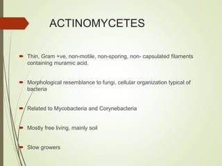 ACTINOMYCETES
 Thin, Gram +ve, non-motile, non-sporing, non- capsulated filaments
containing muramic acid.
 Morphological resemblance to fungi, cellular organization typical of
bacteria
 Related to Mycobacteria and Corynebacteria
 Mostly free living, mainly soil
 Slow growers
 