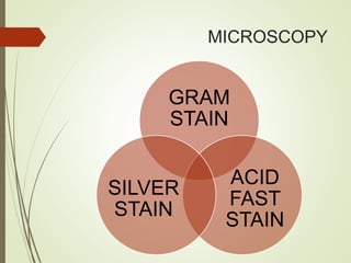 MICROSCOPY
GRAM
STAIN
ACID
FAST
STAIN
SILVER
STAIN
 