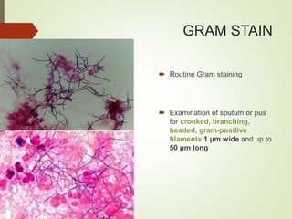 GRAM STAIN
 Routine Gram staining
 Examination of sputum or pus
for crooked, branching,
beaded, gram-positive
filaments 1 μm wide and up to
50 μm long
 