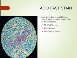 ACID FAST STAIN
 Most Nocardiae are acid-fast in
direct smears if a weak acid is used
for de-colorization
 Modified Kinyoun,
 Ziehl-Neelsen,
 Fite-Faraco methods
 