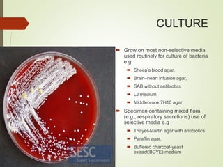 CULTURE
 Grow on most non-selective media
used routinely for culture of bacteria
e.g
 Sheep’s blood agar,
 Brain–heart infusion agar,
 SAB without antibiotics
 LJ medium
 Middlebrook 7H10 agar
 Specimen containing mixed flora
(e.g., respiratory secretions) use of
selective media e.g
 Thayer-Martin agar with antibiotics
 Paraffin agar.
 Buffered charcoal-yeast
extract(BCYE) medium
 
