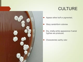 CULTURE
 Appear either buff or pigmented,
 Waxy cerebriform colonies
 Dry, chalky-white appearance if aerial
hyphae are produced.
 Characteristic earthy odor
 