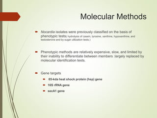 Molecular Methods
 Nocardia isolates were previously classified on the basis of
phenotypic tests( hydrolysis of casein, tyrosine, xanthine, hypoxanthine, and
testosterone and by sugar utilization tests.)
 Phenotypic methods are relatively expensive, slow, and limited by
their inability to differentiate between members :largely replaced by
molecular identification tests.
 Gene targets
 65-kda heat shock protein (hsp) gene
 16S rRNA gene
 secA1 gene
 