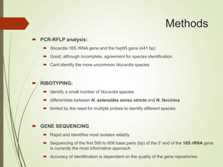 Methods
 PCR-RFLP analysis:
 Nocardia 16S rRNA gene and the hsp65 gene (441 bp)
 Good, although incomplete, agreement for species identification
 Cant identify the more uncommon Nocardia species
 RIBOTYPING:
 identify a small number of Nocardia species
 differentiate between N. asteroides sensu stricto and N. farcinica
 limited by the need for multiple probes to identify different species
 GENE SEQUENCING
 Rapid and identifies most isolates reliably
 Sequencing of the first 500 to 606 base pairs (bp) of the 5′ end of the 16S rRNA gene
is currently the most informative approach
 Accuracy of identification is dependent on the quality of the gene repositories
 