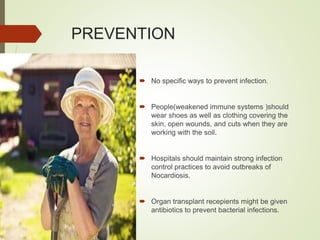 PREVENTION
 No specific ways to prevent infection.
 People(weakened immune systems )should
wear shoes as well as clothing covering the
skin, open wounds, and cuts when they are
working with the soil.
 Hospitals should maintain strong infection
control practices to avoid outbreaks of
Nocardiosis.
 Organ transplant recepients might be given
antibiotics to prevent bacterial infections.
 