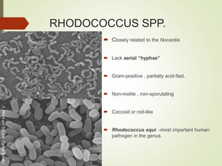 RHODOCOCCUS SPP.
 Closely related to the Nocardia
 Lack aerial “hyphae”
 Gram-positive , partially acid-fast.
 Non-motile , non-sporulating
 Coccoid or rod-like
 Rhodococcus equi -most important human
pathogen in the genus.
 