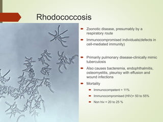 Rhodococcosis
 Zoonotic disease, presumably by a
respiratory route
 Immunocompromised individuals(defects in
cell-mediated immunity)
 Primarily pulmonary disease-clinically mimic
tuberculosis
 Also causes bacteremia, endophthalmitis,
osteomyelitis, pleurisy with effusion and
wound infections
 Mortality
 Immunocompetent = 11%
 Immunocompromised (HIV)= 50 to 55%
 Non hiv = 20 to 25 %
 