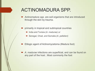 ACTINOMADURA SPP.
 Actinomadura spp. are soil organisms that are introduced
through the skin by trauma.
 primarily in tropical and subtropical countries
 India and Tunisia (A. madurae) or
 Senegal, Chad, and Somalia (A. pelletieri)
 Etilogic agent of Actinomycetoma (Madura foot)
 A. madurae infections are superficial, and can be found on
any part of the host ; Most commonly the foot
 