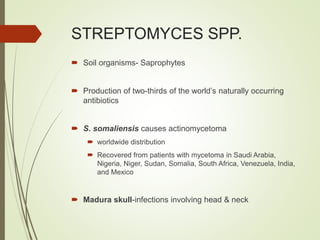 STREPTOMYCES SPP.
 Soil organisms- Saprophytes
 Production of two-thirds of the world’s naturally occurring
antibiotics
 S. somaliensis causes actinomycetoma
 worldwide distribution
 Recovered from patients with mycetoma in Saudi Arabia,
Nigeria, Niger, Sudan, Somalia, South Africa, Venezuela, India,
and Mexico
 Madura skull-infections involving head & neck
 