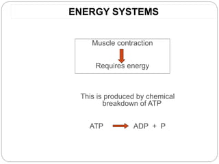ENERGY SYSTEMS
Muscle contraction
Requires energy
This is produced by chemical
breakdown of ATP
ATP ADP + P
 