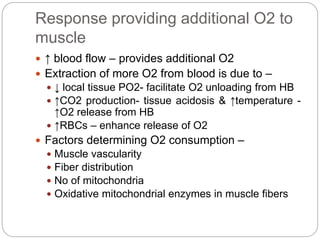 Response providing additional O2 to
muscle
 ↑ blood flow – provides additional O2
 Extraction of more O2 from blood is due to –
 ↓ local tissue PO2- facilitate O2 unloading from HB
 ↑CO2 production- tissue acidosis & ↑temperature -
↑O2 release from HB
 ↑RBCs – enhance release of O2
 Factors determining O2 consumption –
 Muscle vascularity
 Fiber distribution
 No of mitochondria
 Oxidative mitochondrial enzymes in muscle fibers
 