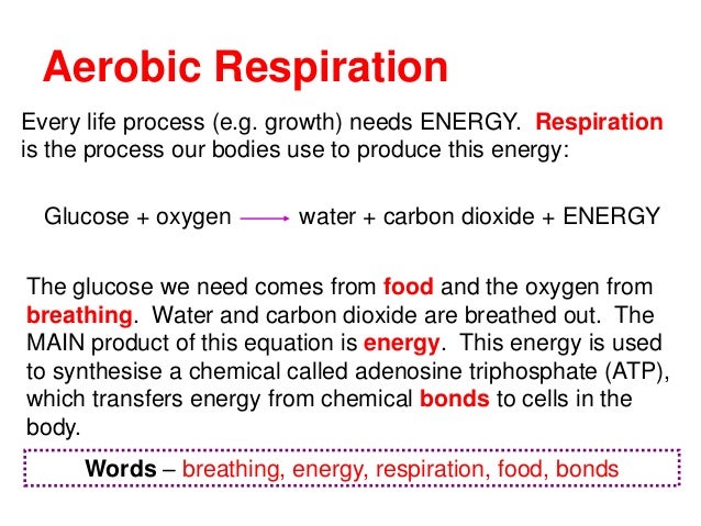 What is the difference between aerobic and anaerobic respiration?