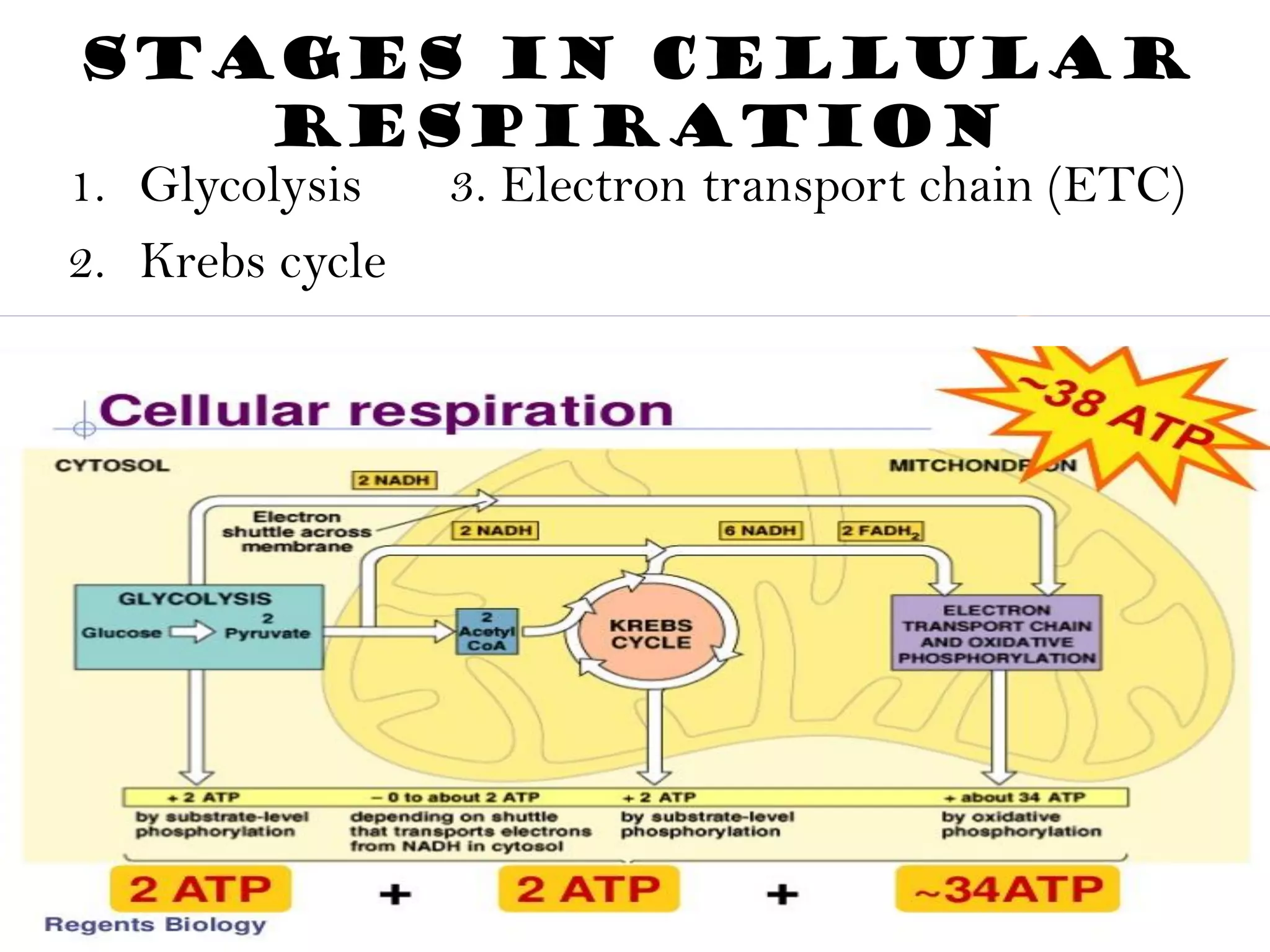 Aerobic and anaerobic respiration | PDF