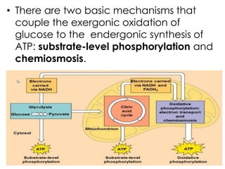 Aerobic and anaerobic respiration | PDF