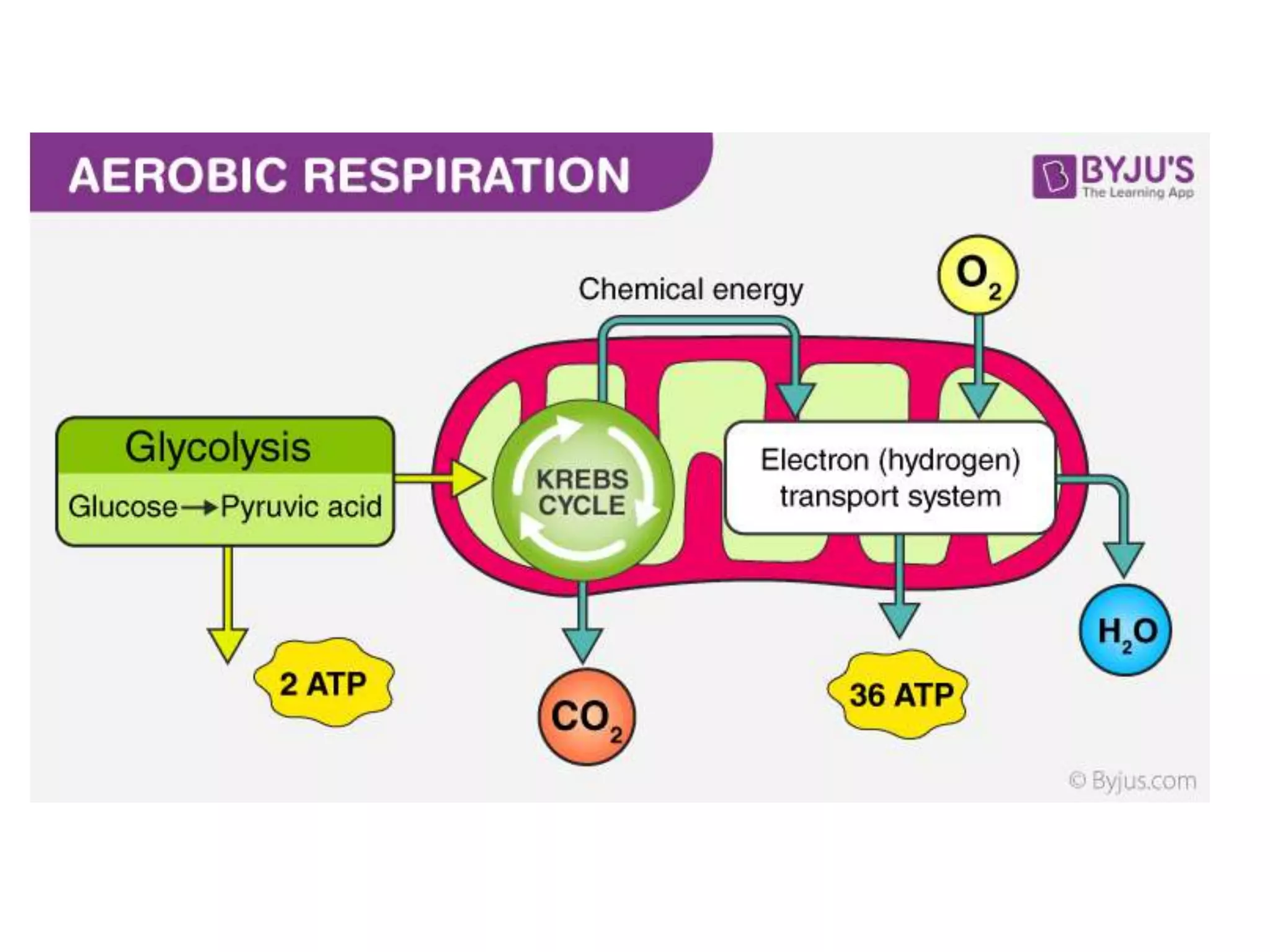 aerobic and anaerobic respiration.pptx
