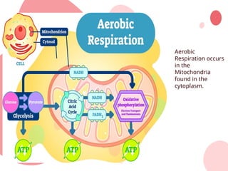 Aerobic and Anaerobic respiration and CPR.pptx