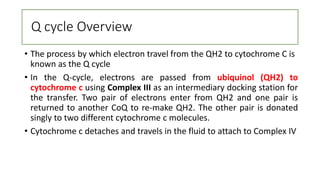 Aerobic respiration | PPTX