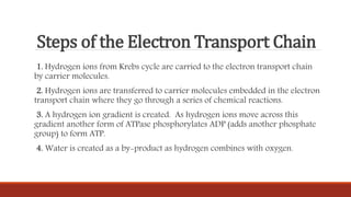 Steps of the Electron Transport Chain
1. Hydrogen ions from Krebs cycle are carried to the electron transport chain
by carrier molecules.
2. Hydrogen ions are transferred to carrier molecules embedded in the electron
transport chain where they go through a series of chemical reactions.
3. A hydrogen ion gradient is created. As hydrogen ions move across this
gradient another form of ATPase phosphorylates ADP (adds another phosphate
group) to form ATP.
4. Water is created as a by-product as hydrogen combines with oxygen.
 