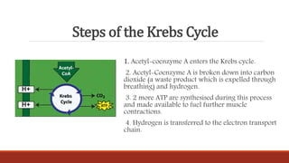 Steps of the Krebs Cycle
1. Acetyl-coenzyme A enters the Krebs cycle.
2. Acetyl-Coenzyme A is broken down into carbon
dioxide (a waste product which is expelled through
breathing) and hydrogen.
3. 2 more ATP are synthesised during this process
and made available to fuel further muscle
contractions.
4. Hydrogen is transferred to the electron transport
chain.
 