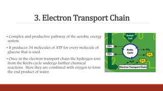 3. Electron Transport Chain
• Complex and productive pathway of the aerobic energy
system.
• It produces 34 molecules of ATP for every molecule of
glucose that is used.
• Once in the electron transport chain the hydrogen ions
from the Krebs cycle undergo further chemical
reactions. Here they are combined with oxygen to form
the end product of water.
 