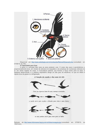 Disponível em: http://www.sobiologia.com.br/conteudos/Reinos3/bioaves2.php (consultado em 
07/08/10, às 15h). 
A Capacidade para Voar 
A pena é o principal fator para as aves poderem voar. O corpo das aves é aerodinâmico e 
proporcionalmente leve, em virtude da estrutura do esqueleto e da presença de numerosas câmaras de 
ar, em várias regiões do corpo. A musculatura peitoral, que fornece a força motriz para as asas, é 
bastante desenvolvida, e o sistema respiratório atinge um alto grau de eficiência, no que se refere à 
rápida troca de gases e a refrigeração. 
Retirado de: http://www.informaves.hpg.ig.com.br/fotos/vooaguia.jpg (consultado em 07/08/10, às 
15h01min). 
 