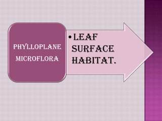 AEROALLERGENS AND AEROALLERGYAllergy is caused by certain biological & abiological agents present in the atmosphere.The allergy causing agents in the air are called aeroallergens.The allergy caused by them is called aeroallergy.