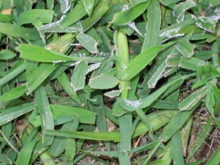 Aeroallergens House dust allergens .Pollen grains.Cosmetics .