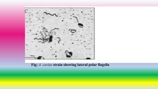 Fig: A. caviae strain showing lateral polar flagella
 
