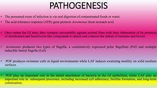 PATHOGENESIS
• The presumed route of infection is via oral digestion of contaminated foods or water.
• The acid tolerance response (ATR) gene protects Aeromonas from stomach acid.
• Once enters the GI tract, they compete successfully against normal flora with their elaboration of by products
of metabolism and bacteriocin-like compounds to attach and colonize the lumen of intestine and bowel.
• Aeromonas produces two types of flagella, a constitutively expressed polar flagellum (Pof) and multiple
inducible lateral flagella (Laf).
• POF produces swimmer cells in liquid environments while LAF induces swarming motility on solid medium
surfaces.
• POF play an important role in the initial attachment of bacteria to the GI epithelium, while LAF play an
important role in subsequent processes, including increased cell adherence, biofilm formation, and long-term
colonization.
 