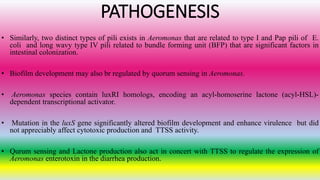 PATHOGENESIS
• Similarly, two distinct types of pili exists in Aeromonas that are related to type I and Pap pili of E.
coli and long wavy type IV pili related to bundle forming unit (BFP) that are significant factors in
intestinal colonization.
• Biofilm development may also br regulated by quorum sensing in Aeromonas.
• Aeromonas species contain luxRI homologs, encoding an acyl-homoserine lactone (acyl-HSL)-
dependent transcriptional activator.
• Mutation in the luxS gene significantly altered biofilm development and enhance virulence but did
not appreciably affect cytotoxic production and TTSS activity.
• Qurum sensing and Lactone production also act in concert with TTSS to regulate the expression of
Aeromonas enterotoxin in the diarrhea production.
 
