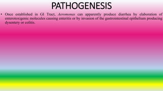PATHOGENESIS
• Once established in GI Tract, Aeromonas can apparently produce diarrhea by elaboration of
enterotoxigenic molecules causing enteritis or by invasion of the gastrointestinal epithelium producing
dysentery or colitis.
 