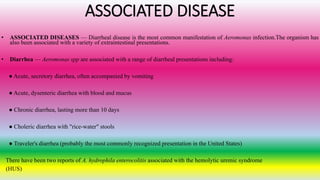 ASSOCIATED DISEASE
• ASSOCIATED DISEASES — Diarrheal disease is the most common manifestation of Aeromonas infection.The organism has
also been associated with a variety of extraintestinal presentations.
• Diarrhea — Aeromonas spp are associated with a range of diarrheal presentations including:
● Acute, secretory diarrhea, often accompanied by vomiting
● Acute, dysenteric diarrhea with blood and mucus
● Chronic diarrhea, lasting more than 10 days
● Choleric diarrhea with "rice-water" stools
● Traveler's diarrhea (probably the most commonly recognized presentation in the United States)
There have been two reports of A. hydrophila enterocolitis associated with the hemolytic uremic syndrome
(HUS)
 