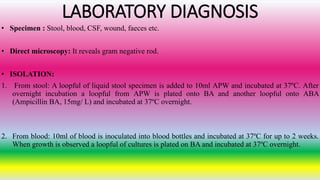 LABORATORY DIAGNOSIS
• Specimen : Stool, blood, CSF, wound, faeces etc.
• Direct microscopy: It reveals gram negative rod.
• ISOLATION:
1. From stool: A loopful of liquid stool specimen is added to 10ml APW and incubated at 37ºC. After
overnight incubation a loopful from APW is plated onto BA and another loopful onto ABA
(Ampicillin BA, 15mg/ L) and incubated at 37ºC overnight.
2. From blood: 10ml of blood is inoculated into blood bottles and incubated at 37ºC for up to 2 weeks.
When growth is observed a loopful of cultures is plated on BA and incubated at 37ºC overnight.
 