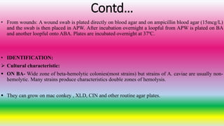 Contd…
• From wounds: A wound swab is plated directly on blood agar and on ampicillin blood agar (15mcg/L)
and the swab is then placed in APW. After incubation overnight a loopful from APW is plated on BA
and another loopful onto ABA. Plates are incubated overnight at 37ºC.
• IDENTIFICATION:
 Cultural characteristic:
 ON BA- Wide zone of beta-hemolytic colonies(most strains) but strains of A. caviae are usually non-
hemolytic. Many strains produce characteristics double zones of hemolysis.
 They can grow on mac conkey , XLD, CIN and other routine agar plates.
 