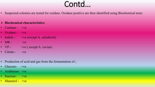 Contd…
• Suspected colonies are tested for oxidase. Oxidase positive are then identified using Biochemical tests:
 Biochemical characteristics:
• Catalase - +ve
• Oxidase - +ve
• Indole - +ve (except A. schubertii)
• MR - -ve
• VP - +ve ( except A. caviae)
• Citrate - -ve
• Production of acid and gas from the fermentation of ;
• Glucose- +ve
• Arabinose- +ve
• Sucrose- +ve
• Mannitol - +ve
 