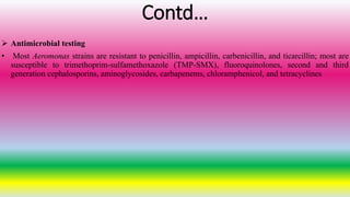 Contd…
 Antimicrobial testing
• Most Aeromonas strains are resistant to penicillin, ampicillin, carbenicillin, and ticarcillin; most are
susceptible to trimethoprim-sulfamethoxazole (TMP-SMX), fluoroquinolones, second and third
generation cephalosporins, aminoglycosides, carbapenems, chloramphenicol, and tetracyclines
 