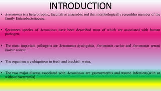 INTRODUCTION
• Aeromonas is a heterotrophic, facultative anaerobic rod that morphologically resembles member of the
family Enterobacteriaceae.
• Seventeen species of Aeromonas have been described most of which are associated with human
pathogen.
• The most important pathogens are Aeromonas hydrophila, Aeromonas caviae and Aeromonas veroni
biovar sobria.
• The organism are ubiquitous in fresh and brackish water.
• The two major disease associated with Aeromonas are gastroenteritis and wound infections[with or
without bacteremia]
 