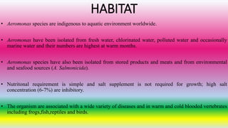 HABITAT
• Aeromonas species are indigenous to aquatic environment worldwide.
• Aeromonas have been isolated from fresh water, chlorinated water, polluted water and occasionally
marine water and their numbers are highest at warm months.
• Aeromonas species have also been isolated from stored products and meats and from environmental
and seafood sources (A. Salmonicida).
• Nutritonal requirement is simple and salt supplement is not required for growth; high salt
concentration (6-7%) are inhibitory.
• The organism are associated with a wide variety of diseases and in warm and cold blooded vertebrates
including frogs,fish,reptiles and birds.
 