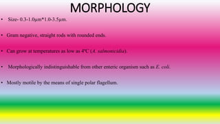 MORPHOLOGY
• Size- 0.3-1.0µm*1.0-3.5µm.
• Gram negative, straight rods with rounded ends.
• Can grow at temperatures as low as 4ºC (A. salmonicidia).
• Morphologically indistinguishable from other enteric organism such as E. coli.
• Mostly motile by the means of single polar flagellum.
 