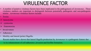 VIRULENCE FACTOR
• A number of putative virulence factors have been implicated in the pathogenesis of Aeromonas . These
virulence markers are important to distinguish between potentially pathogenic and non-pathogenic
strains . Aeromonas virulence factors include:
• Toxins
 hemolysins
 cytotoxins
 Enterotoxins
• Invasiveness
• Adherence
• Motility and lateral (polar) flagella:
Recent studies have shown that lateral flagella production by Aeromonas is a pathogenic feature due
to its enhancement of cell adherence ,invasion and biofilm formation.
 