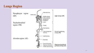 Lungs Region
43
 